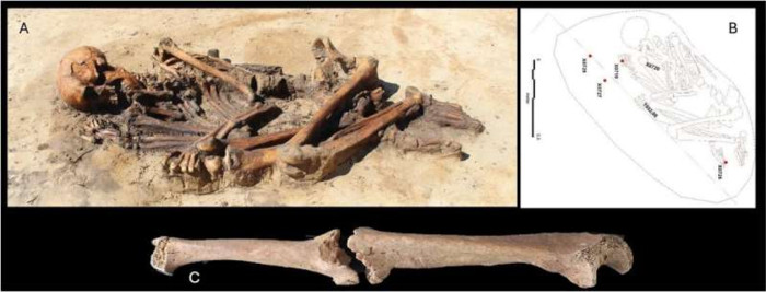 Huesos Rotos Bajo Los Pisos Revelan Violencia Vikinga Oculta