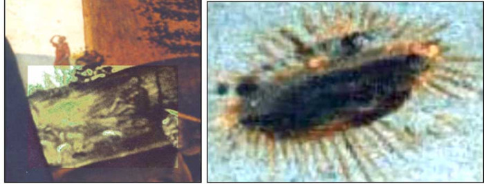 Left: the painting attributed to Sebastiano Mainardi (1460-1513) which depicts a disc-shaped object observed by a shepherd and his dog and the other hidden observer sitting among his sheep. Right: close-up of the concrete object, very bright, observed by the two men and the barking dog.