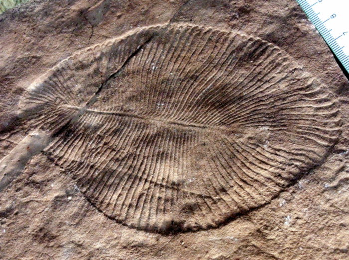 Dickinsonia costata, a ribbed Ediacaran organism that lived around 550 million years ago.