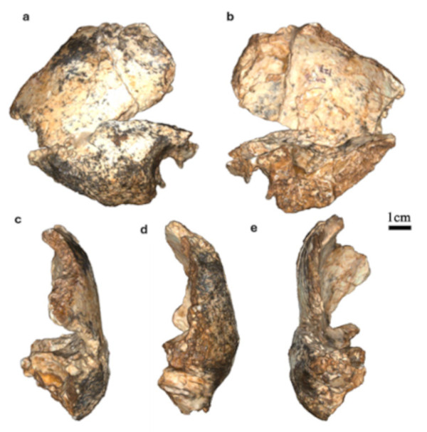 Home erectus fossil DnH 127