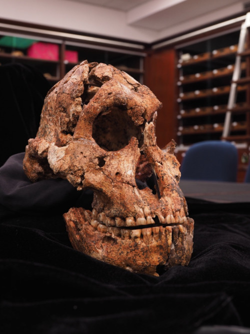 DNH 7, the most complete skull of Paranthropus robustus ever discovered