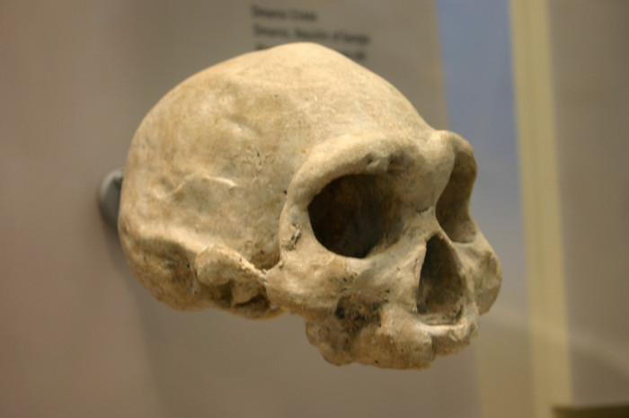 Skull D3444 from Dmanisi in Georgia