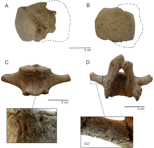 At Taguatagua 3, earlier investigators documented a carnivore-marked bone and gomphothere tail vertebrae