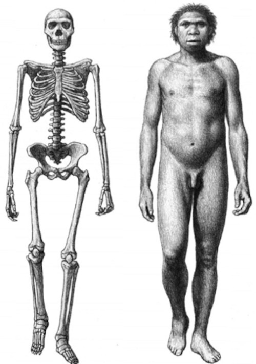 Turkana boy, example of a Homo erectus skeleton