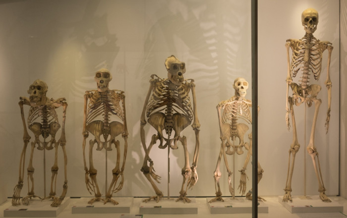 Great ape skeletons and a human skeleton at the University Museum of Zoology,