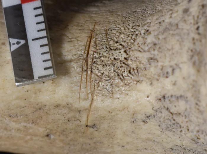 Cut marks evident on a long human bone from one of the sites