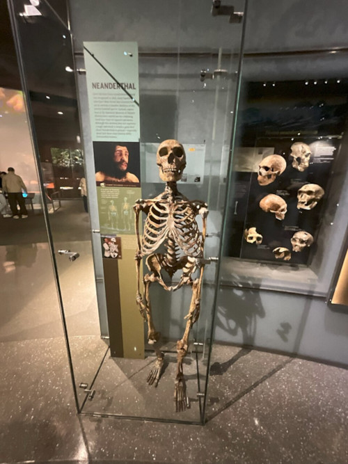 Neanderthal skeleton cast on display at the Neanderthal Museum.
