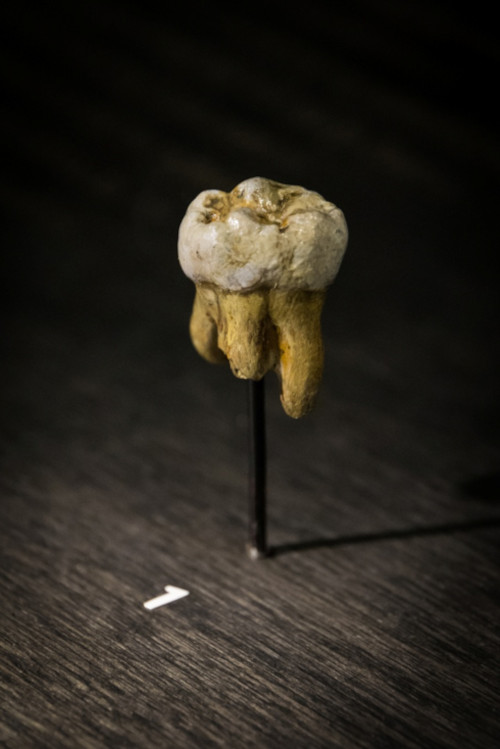 A replica Denisovan molar