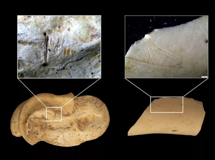 Deer remains with cut marks recovered at level 101 of Abauntz.