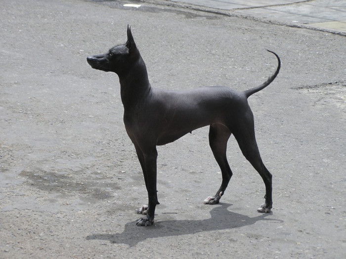 Modern Peruvian hairless dog in Trujillo, Peru