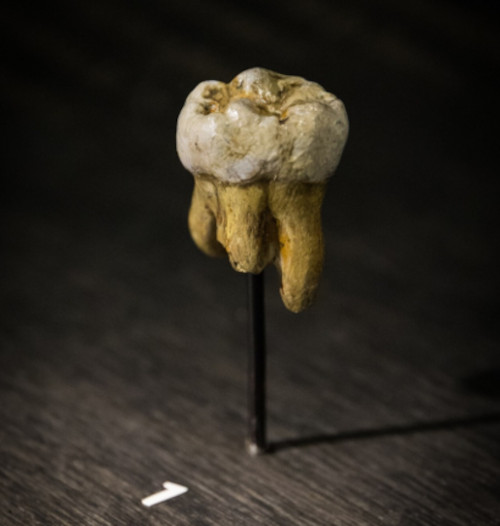 Replica of a Denisovan molar originally found in Denisova Cave 