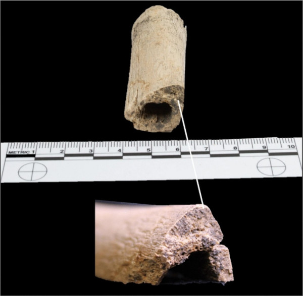 Fragment of the left tibia of a young adult female, chopped at the midshaft.